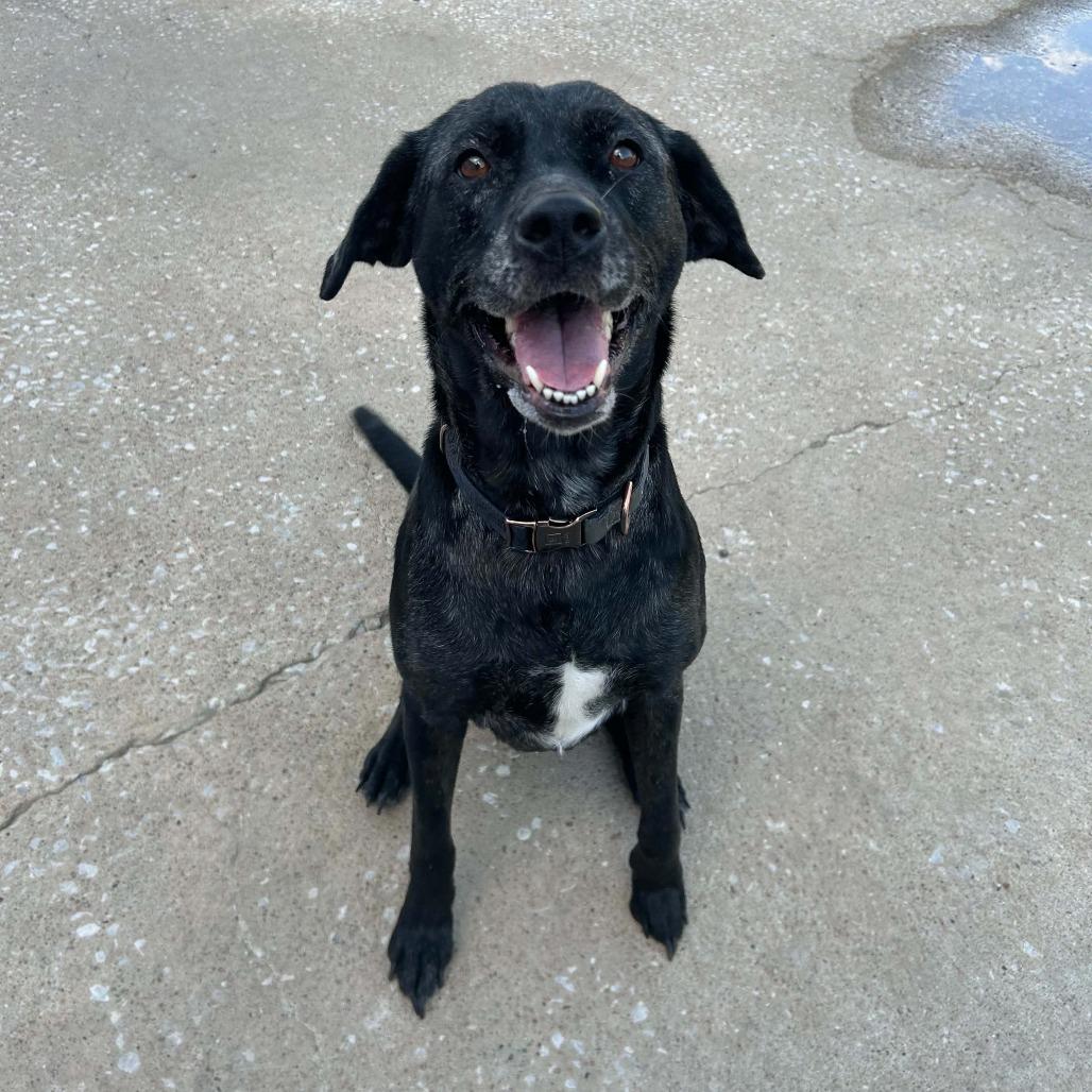 Enlarge Lexi, a Adoptable Mixed Breed in Olathe, KS image 2/5