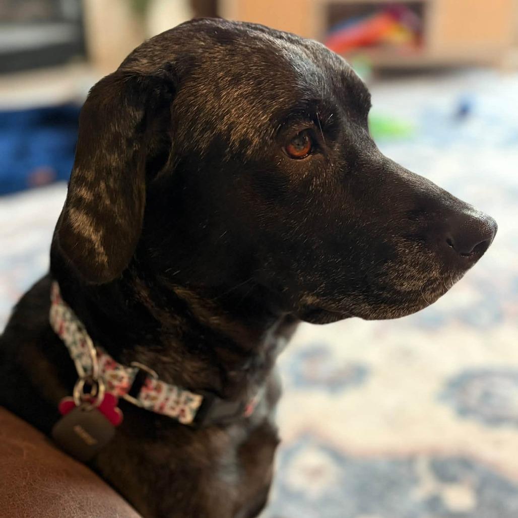 Enlarge Lexi, a Adoptable Mixed Breed in Olathe, KS image 3/5