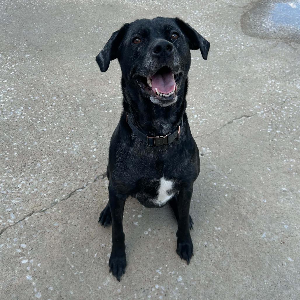 Enlarge Lexi, a Adoptable Mixed Breed in Olathe, KS image 4/5