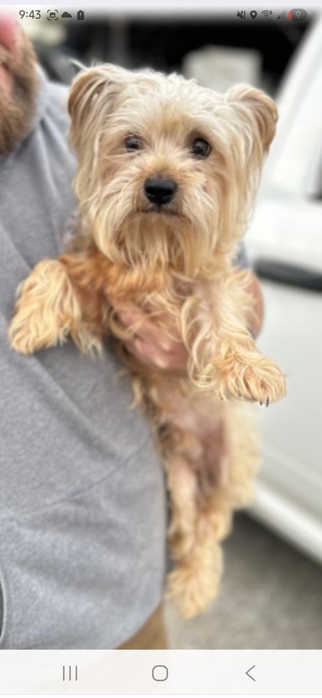 Enlarge Teddy, a Adoptable Yorkshire Terrier in Appleton, WI image 1/1