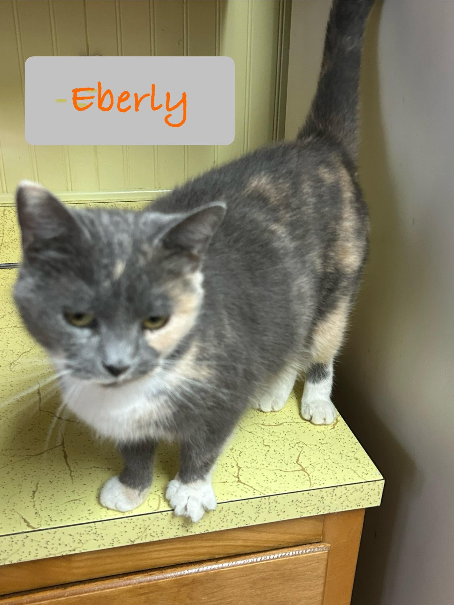Enlarge Eberly, a Adoptable American Shorthair in Mount Pleasant, PA image 1/3
