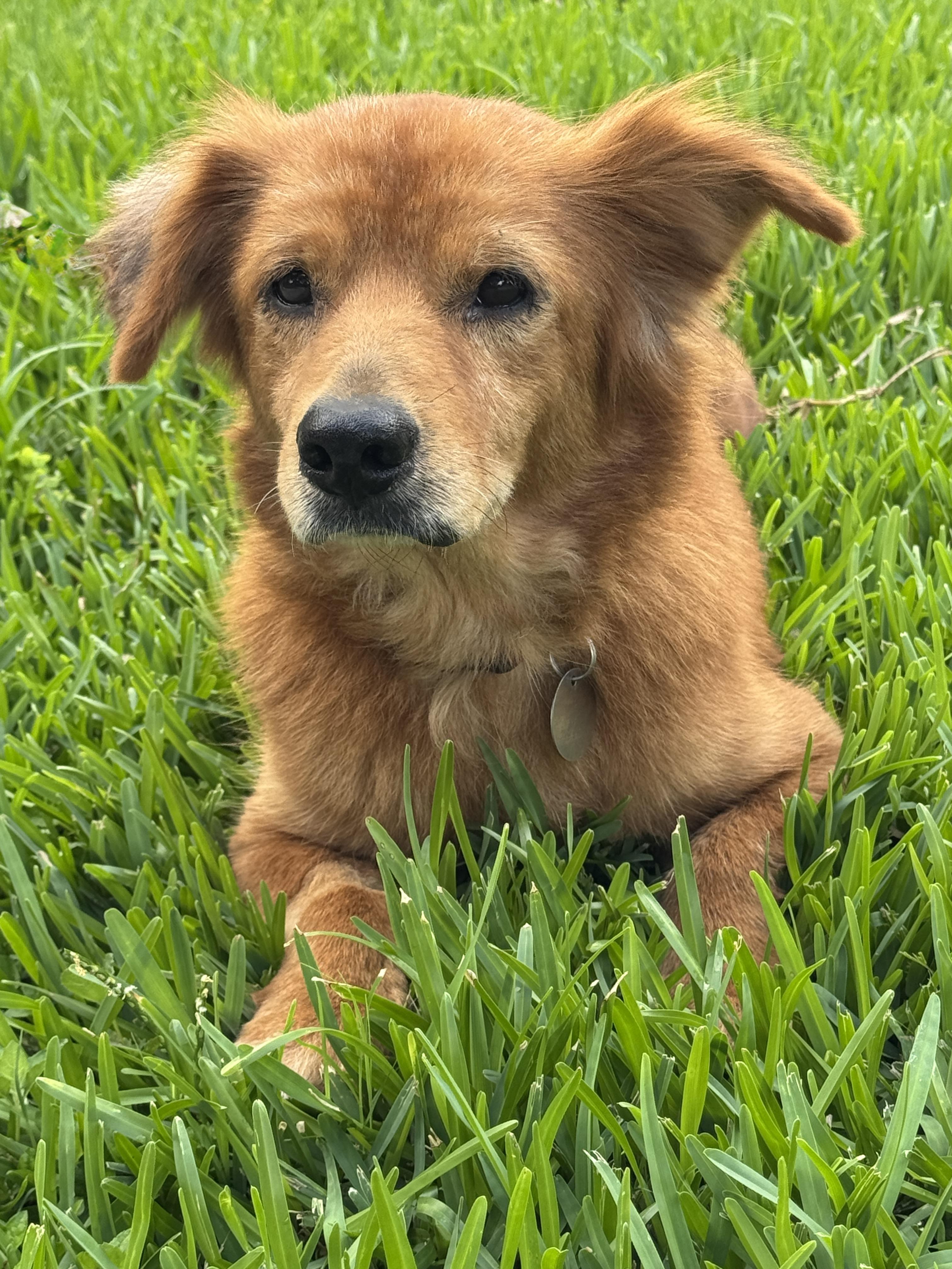 Sweeney, a ADOPTABLE mixed breed in Houston, TX image 6/6