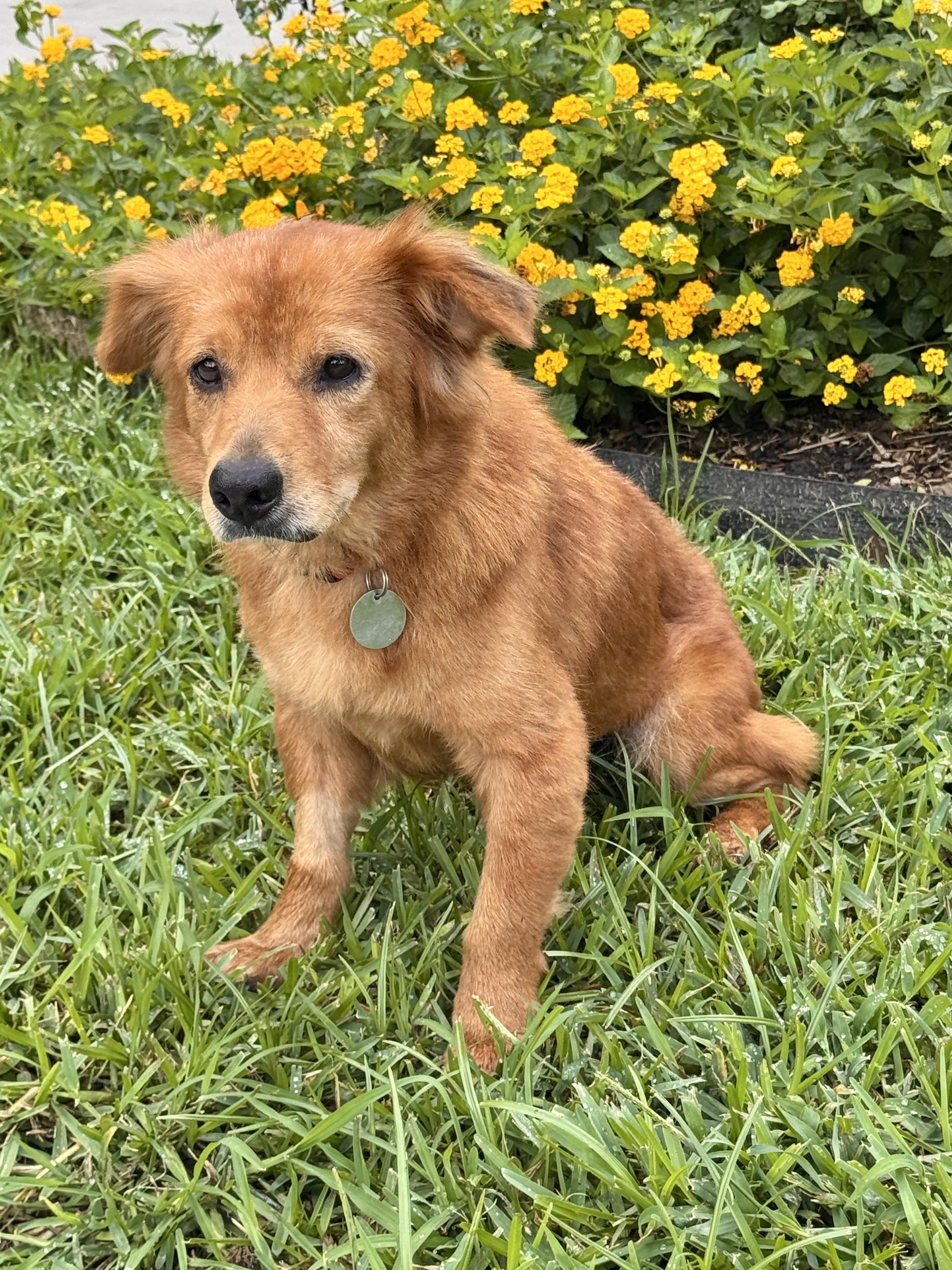 Sweeney, a ADOPTABLE mixed breed in Houston, TX image 3/6
