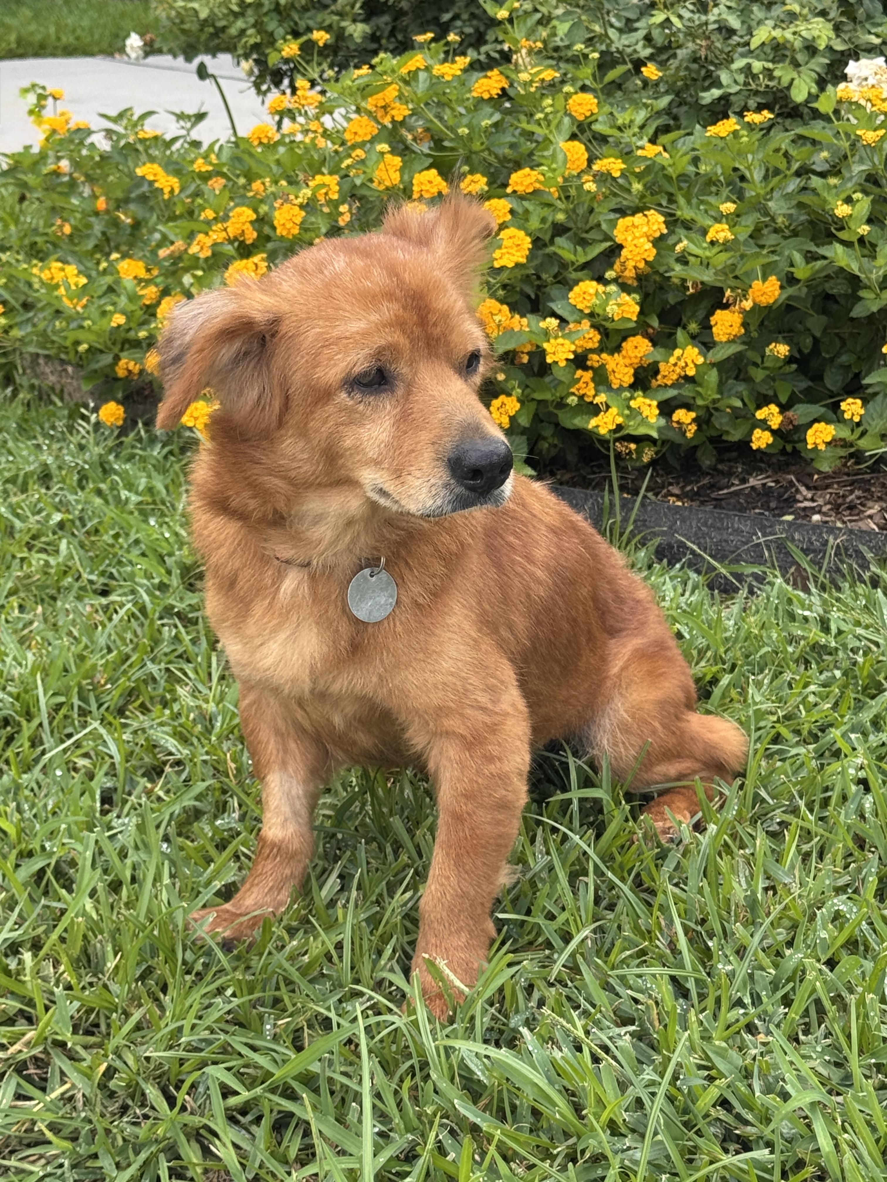 Sweeney, a ADOPTABLE mixed breed in Houston, TX image 4/6