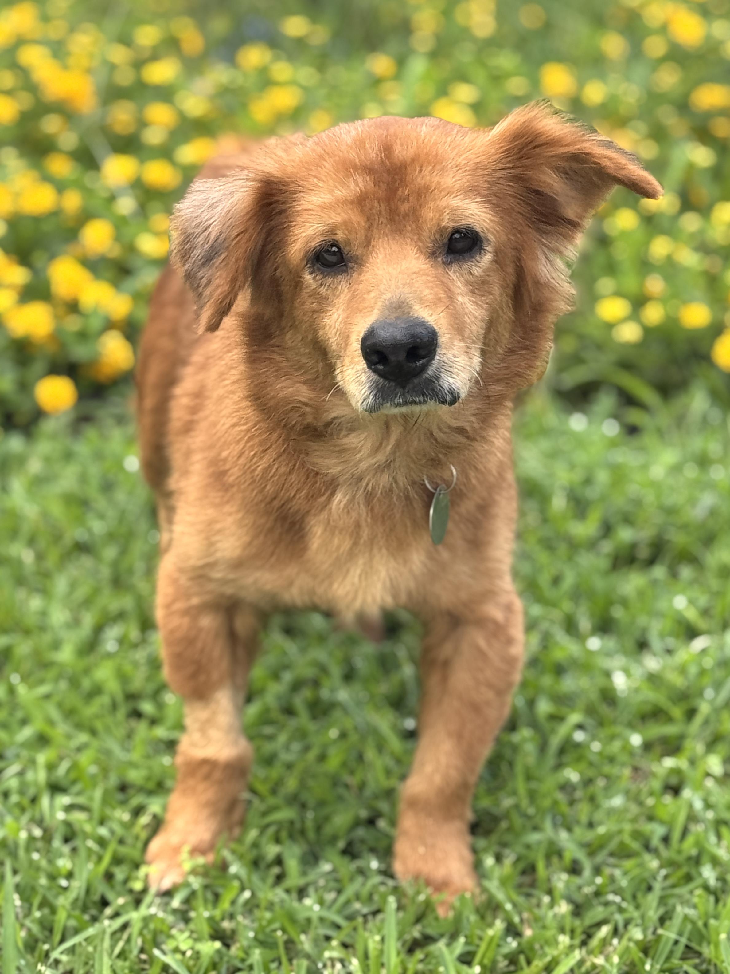 Sweeney, a ADOPTABLE mixed breed in Houston, TX image 1/6