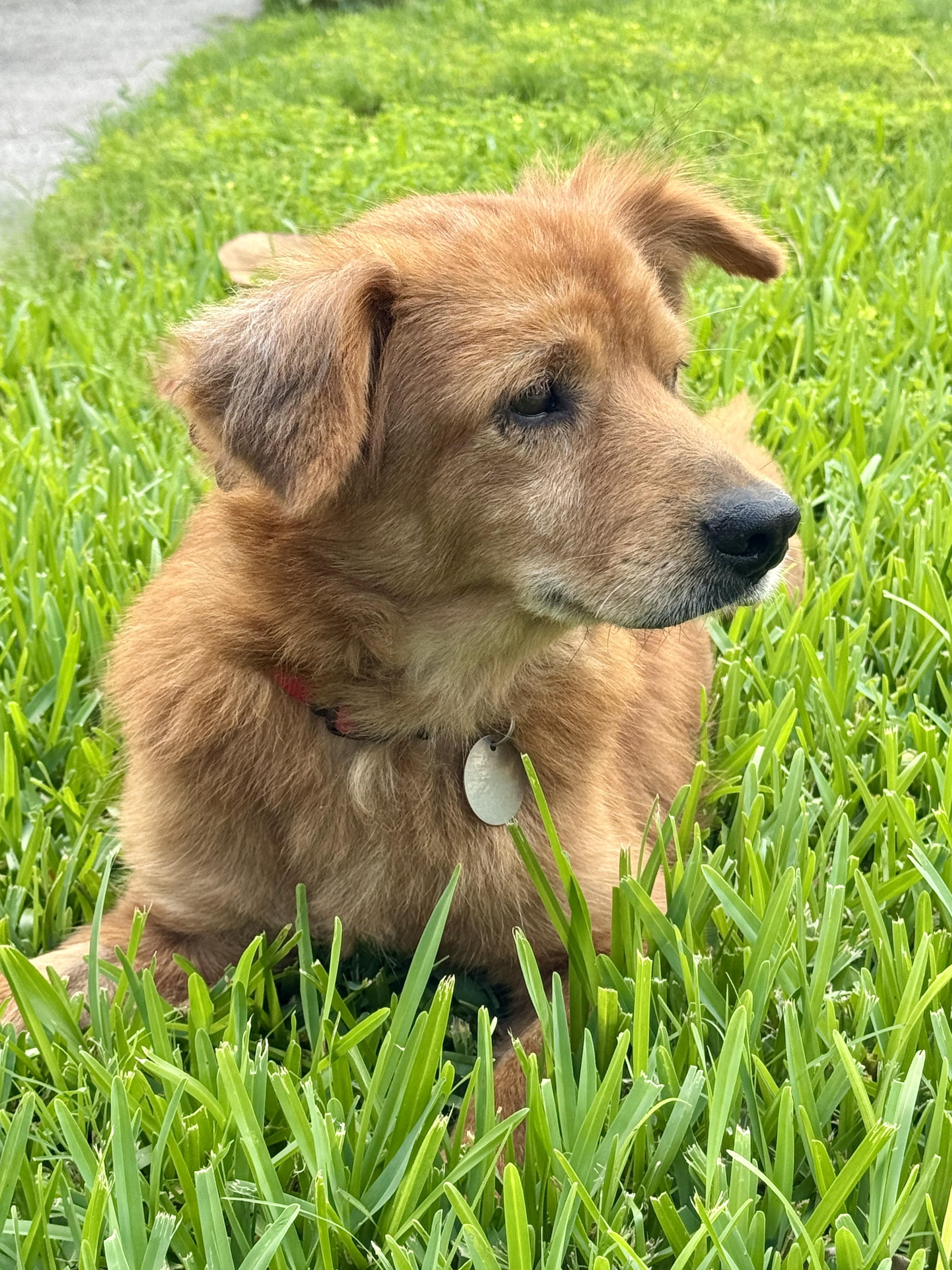 Sweeney, a ADOPTABLE mixed breed in Houston, TX image 5/6