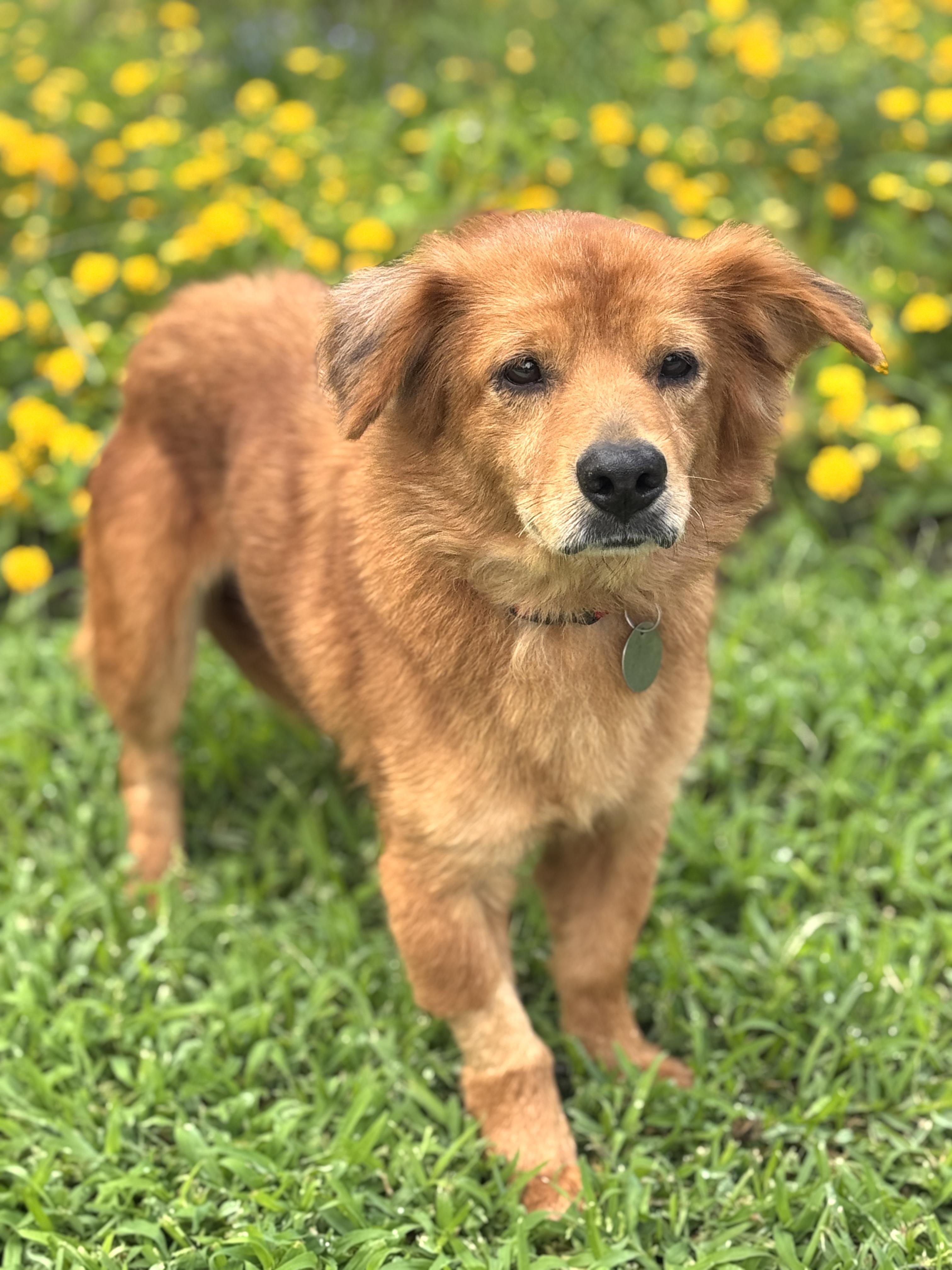 Sweeney, a ADOPTABLE mixed breed in Houston, TX image 2/6