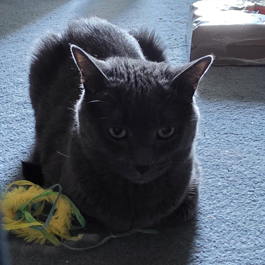 Oregano- working cat, Adoptable, Adult Male Domestic Short Hair.