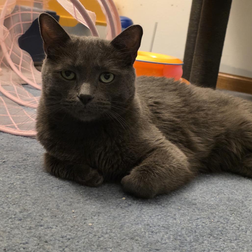 Enlarge Oregano- working cat, a Adoptable Domestic Short Hair in Madison, WI image 2/6