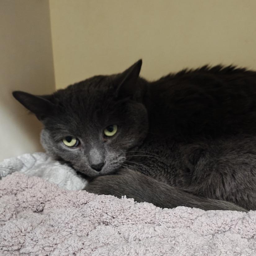 Enlarge Oregano- working cat, a Adoptable Domestic Short Hair in Madison, WI image 3/6