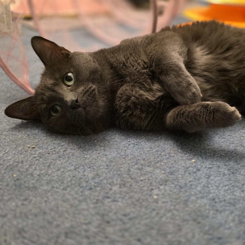Enlarge Oregano- working cat, a Adoptable Domestic Short Hair in Madison, WI image 4/6