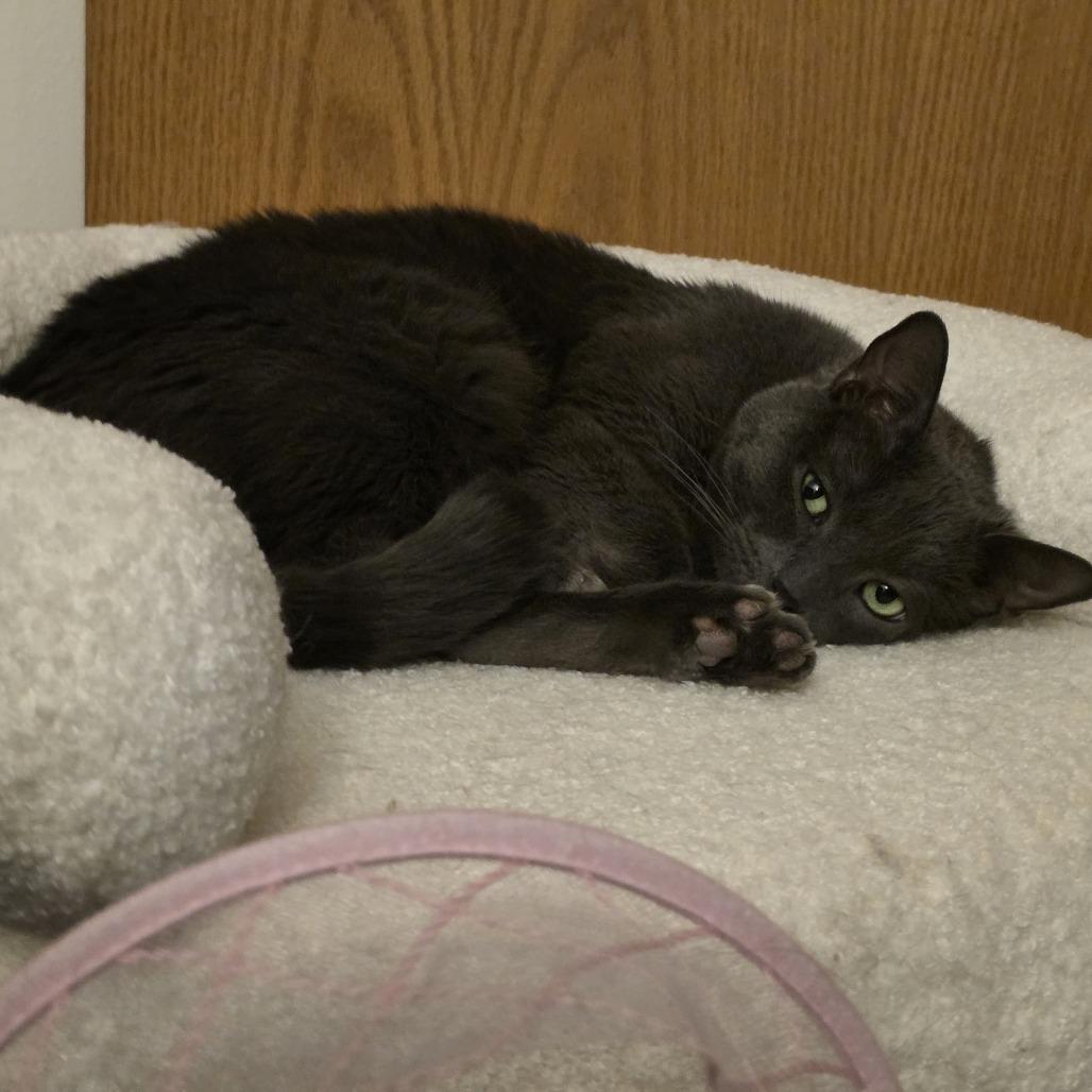 Enlarge Oregano- working cat, a Adoptable Domestic Short Hair in Madison, WI image 6/6