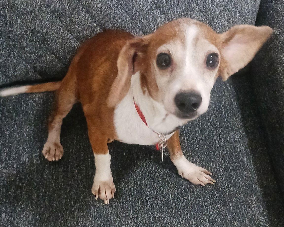 Triskit, Adopted, Adult Female Beagle.