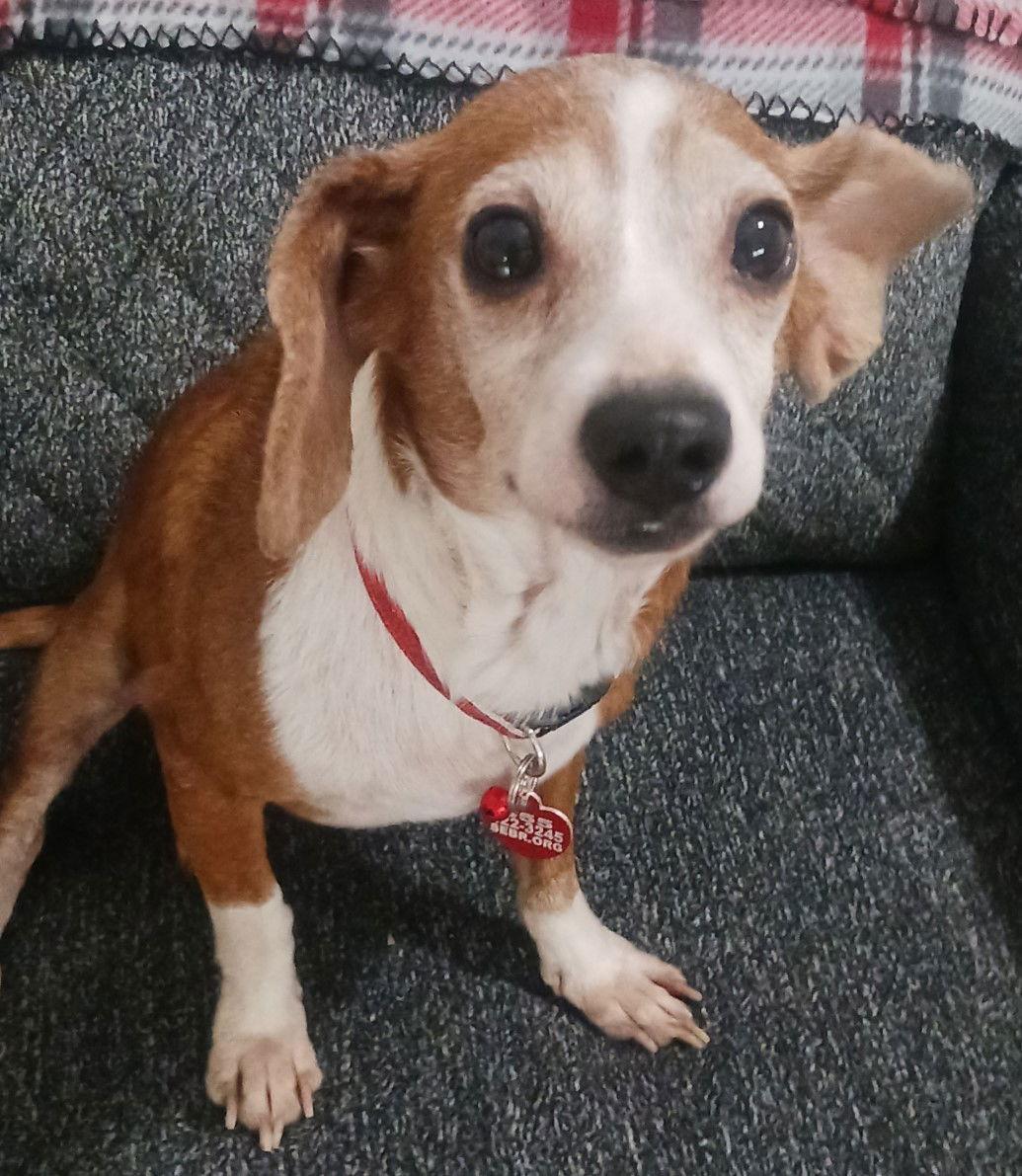 Enlarge Triskit, a Adopted Beagle in Dunnellon, FL image 3/3