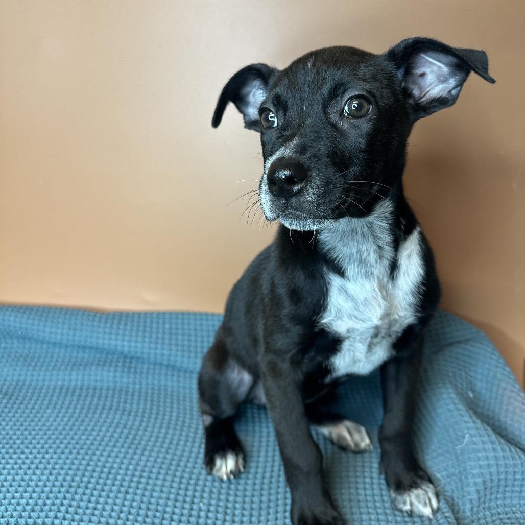 Cricket, Adoptable, Puppy Female Terrier & Mixed Breed.