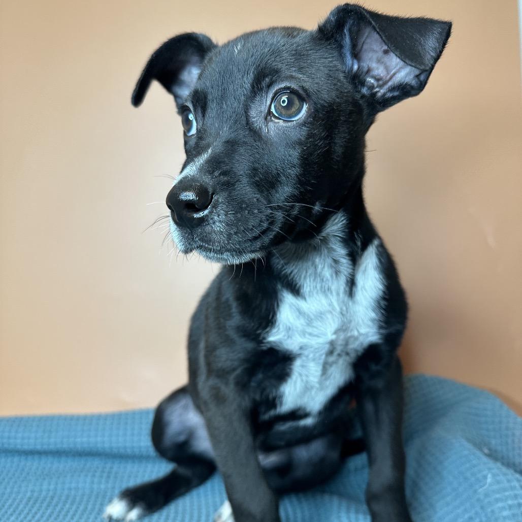 Enlarge Cricket, a Adoptable mixed breed in San Antonio, TX image 3/6