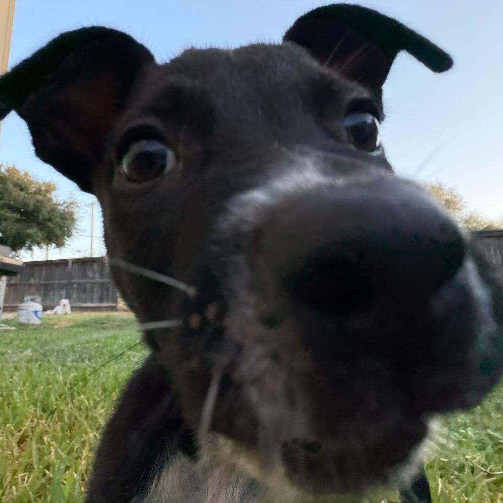 Enlarge Cricket, a Adoptable mixed breed in San Antonio, TX image 4/6