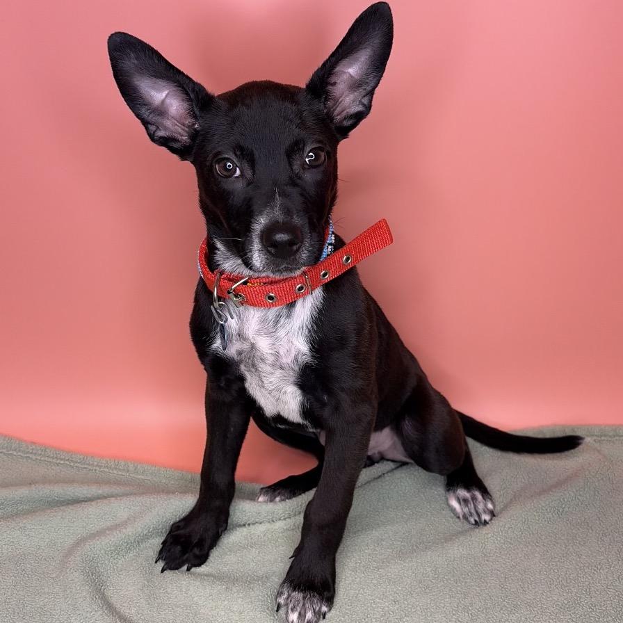 Enlarge Cricket, a Adoptable mixed breed in San Antonio, TX image 6/6