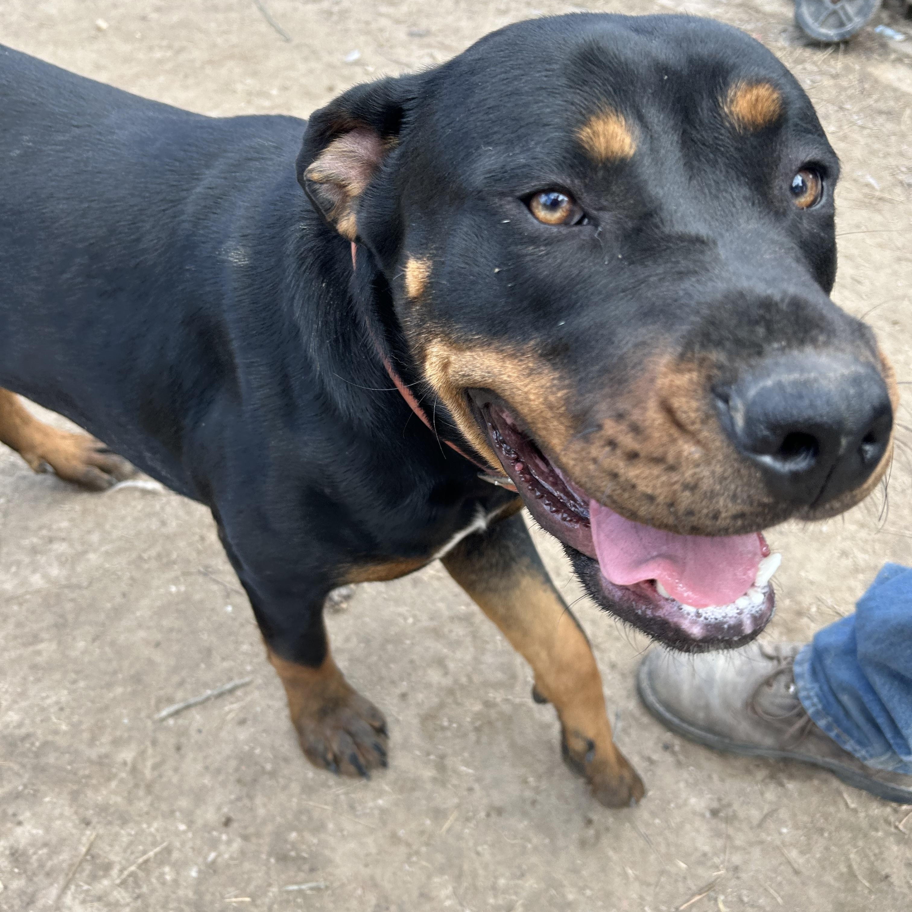 Phoebe, adoptable, Adult Female Rottweiler & Rhodesian Ridgeback.