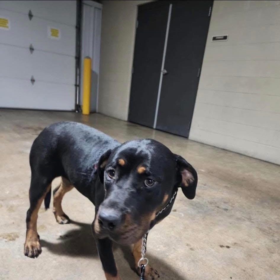 Enlarge Phoebe, an adoptable mixed breed in Pine Bluff, AR image 2/3