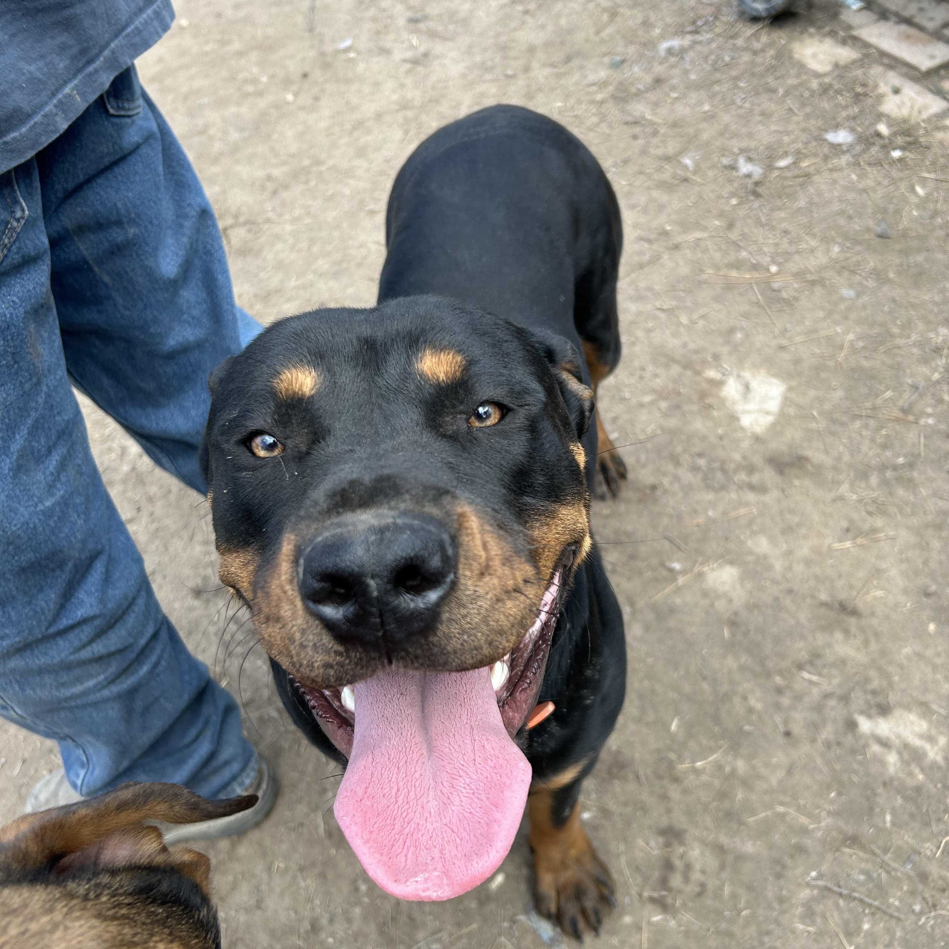 Enlarge Phoebe, an adoptable mixed breed in Pine Bluff, AR image 3/3