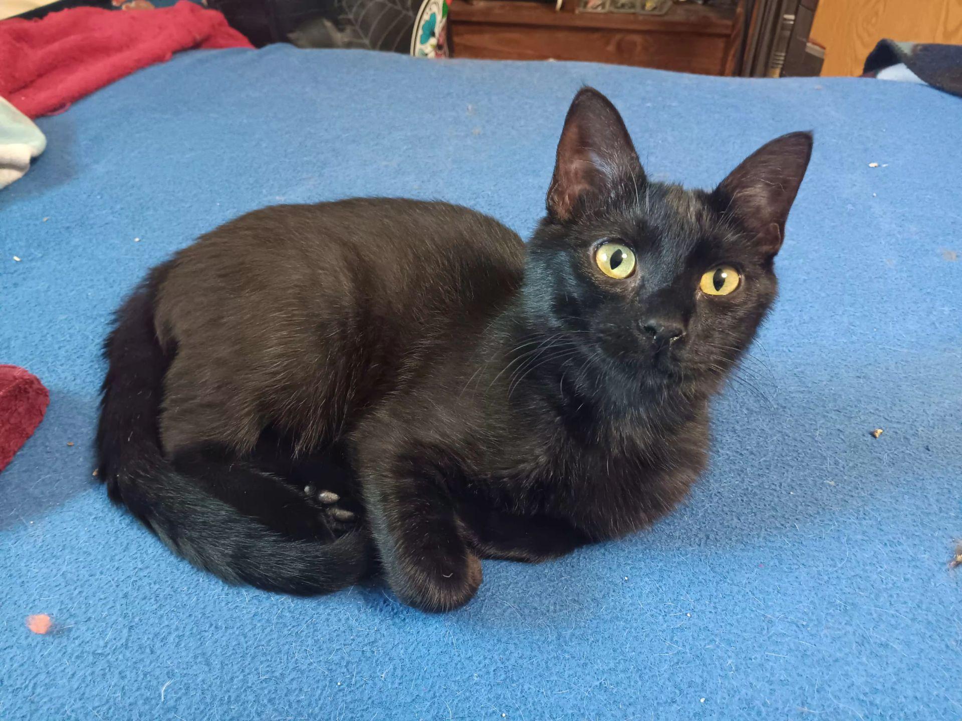 FREDDY, a Adoptable mixed breed in Andover, KS image 1/4
