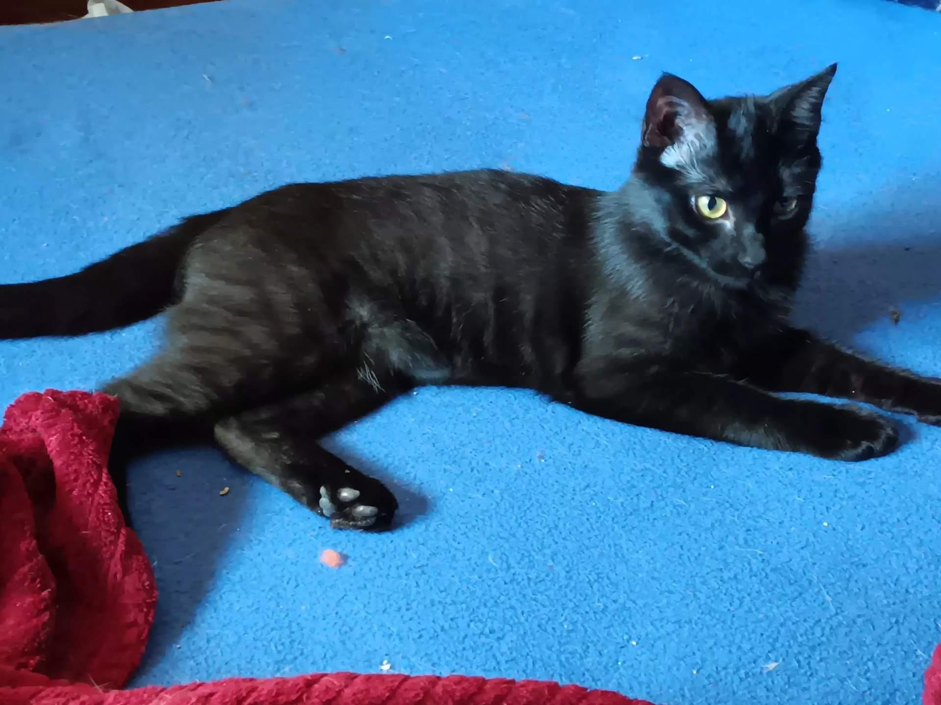 FREDDY, a Adoptable mixed breed in Andover, KS image 3/4