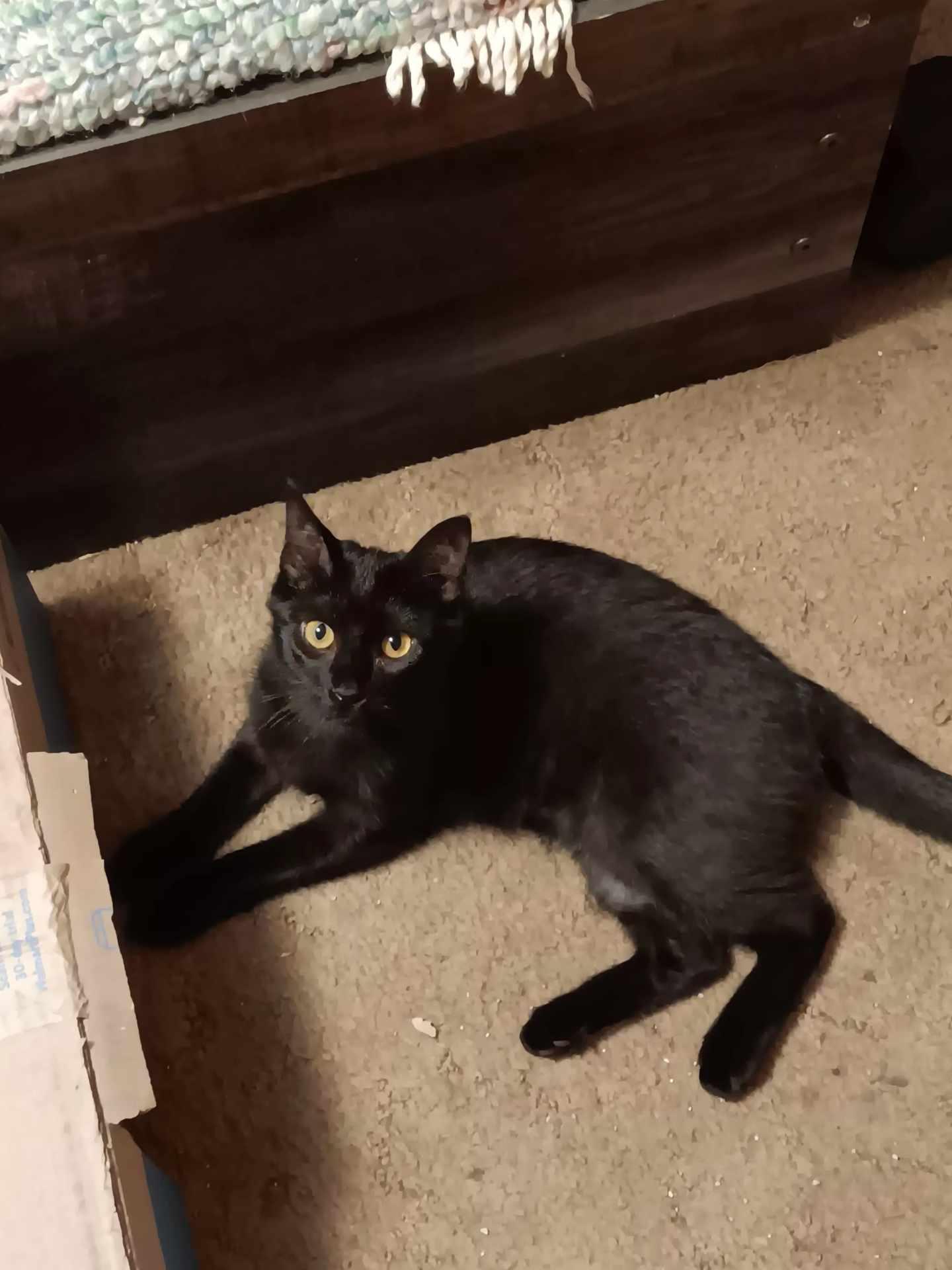 FREDDY, a Adoptable mixed breed in Andover, KS image 2/4
