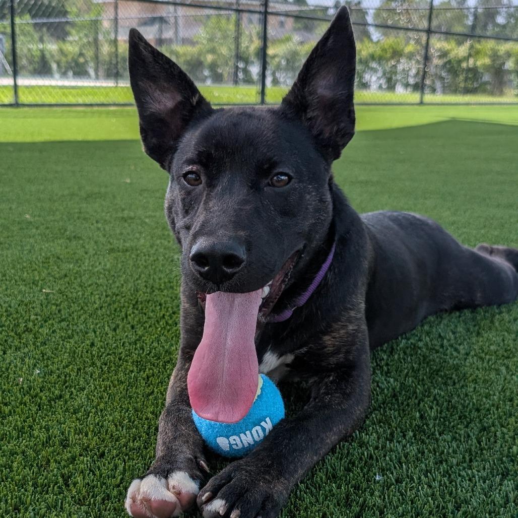 Arby, Adoptable, Young Male Mixed Breed.