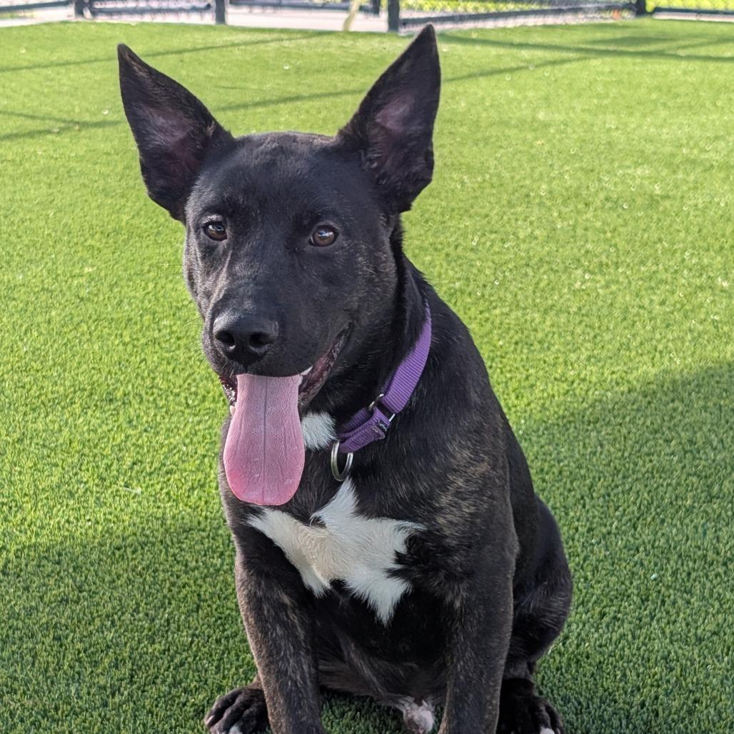 Arby, Adoptable, Young Male Mixed Breed.