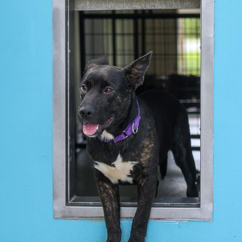 Enlarge Arby, a Adoptable Mixed Breed in Bradenton, FL image 2/2