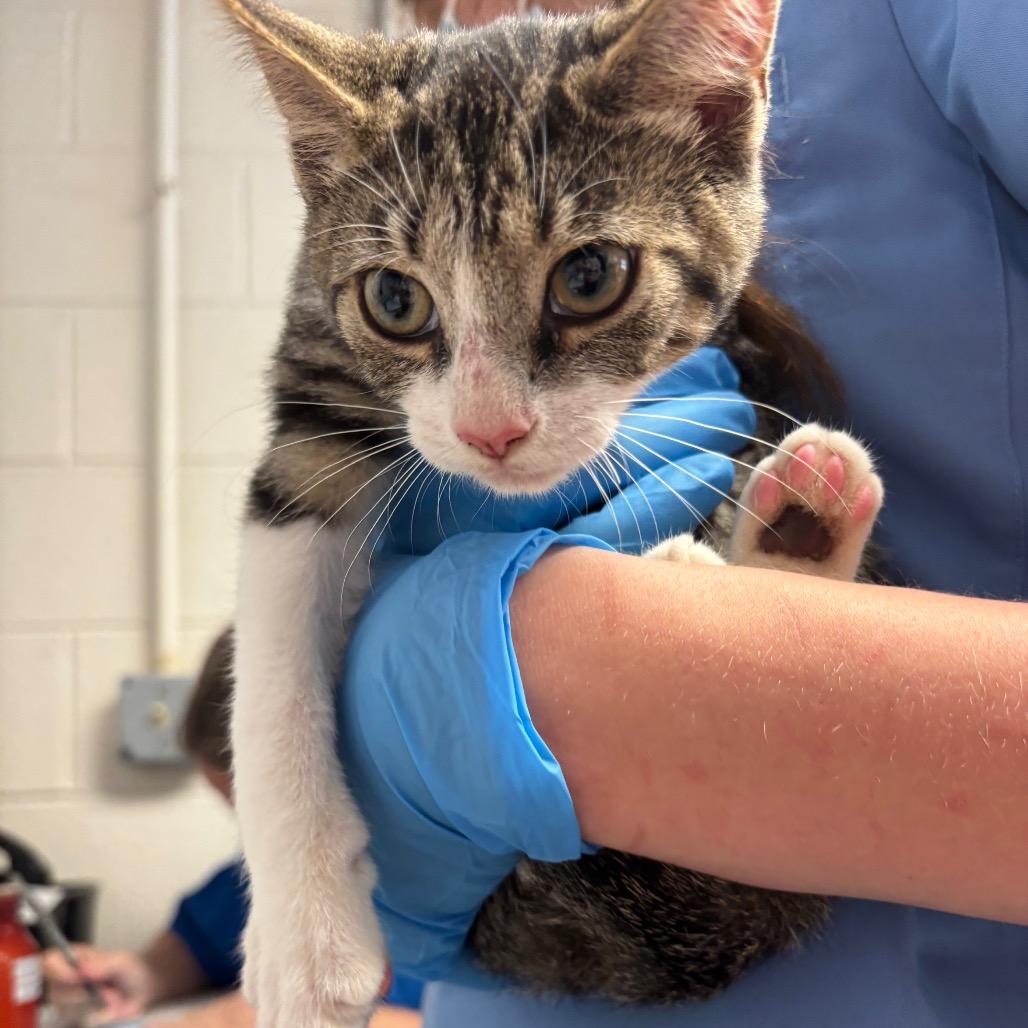 Enlarge Cremini, a Adoptable Domestic Short Hair in Ruckersville, VA image 1/1