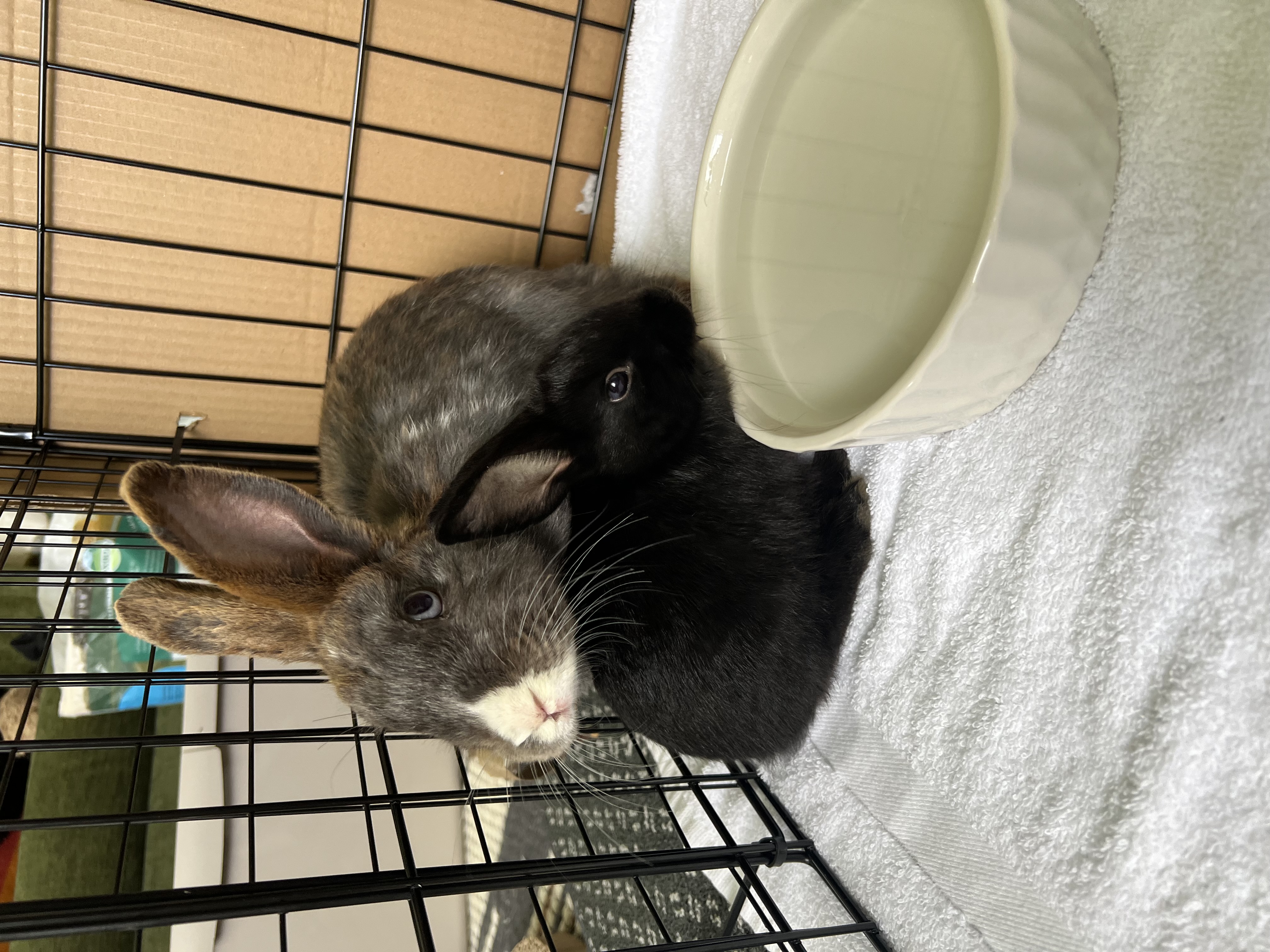 Frankie, a Adoptable mixed breed in Bangor, PA image 4/5