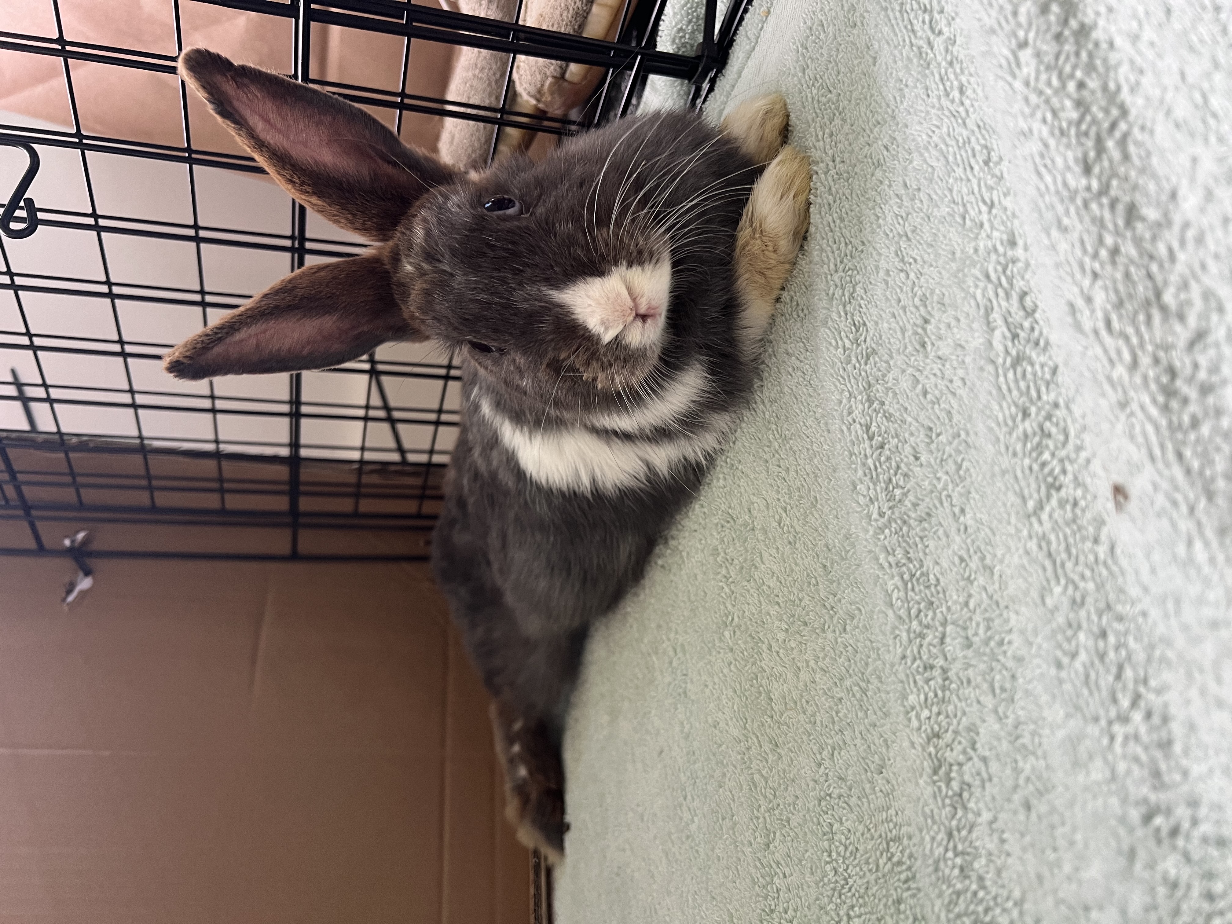 Frankie, Adoptable, Young Female Dutch.