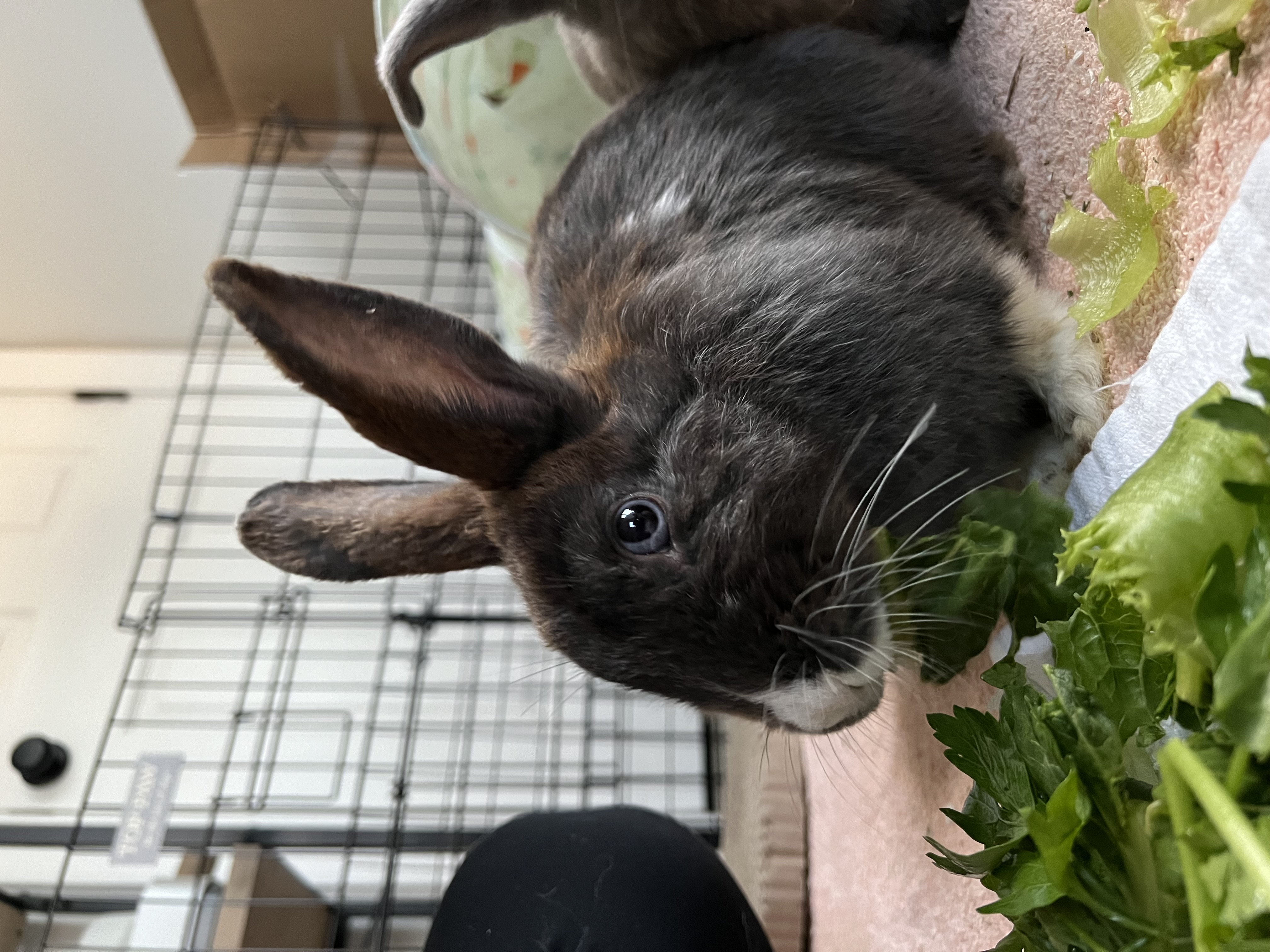 Frankie, a Adoptable mixed breed in Bangor, PA image 3/5