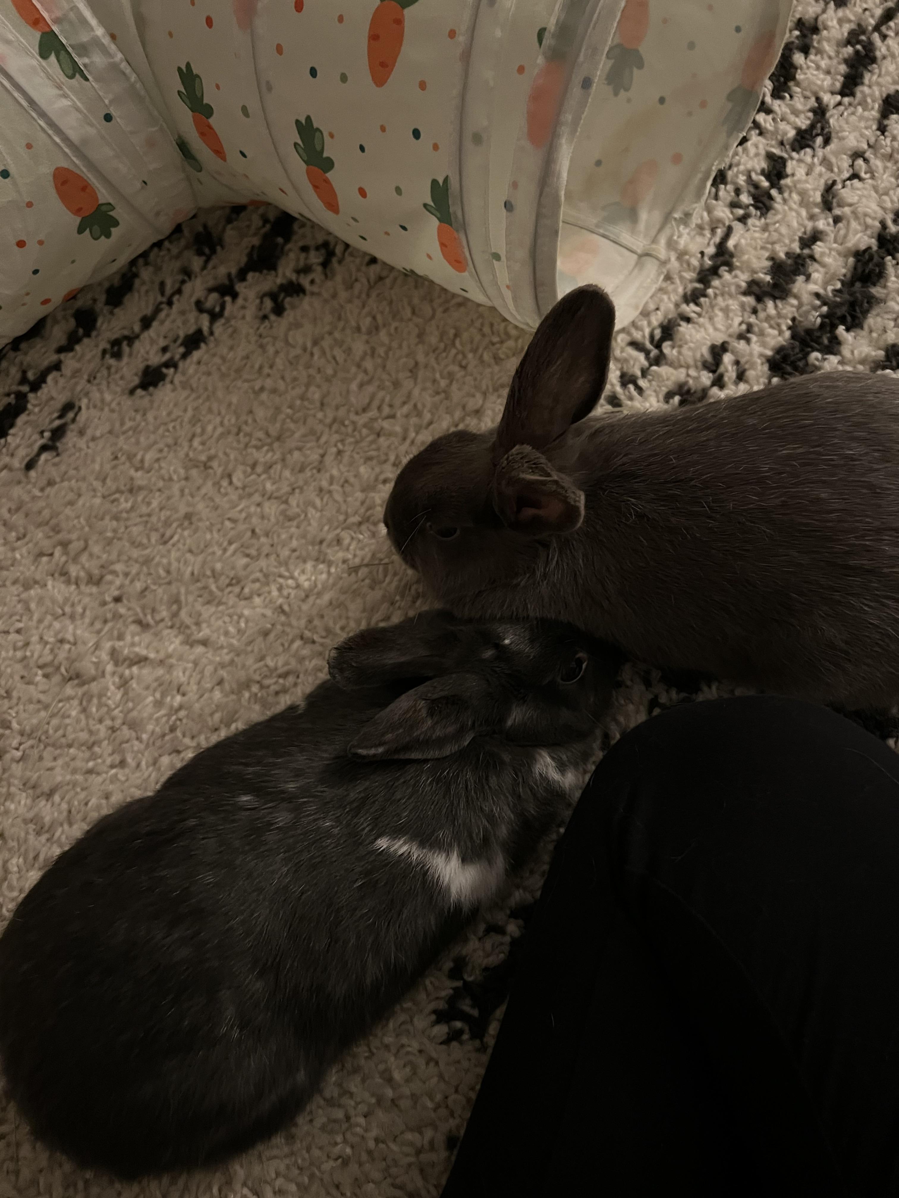 Frankie, a Adoptable mixed breed in Bangor, PA image 5/5