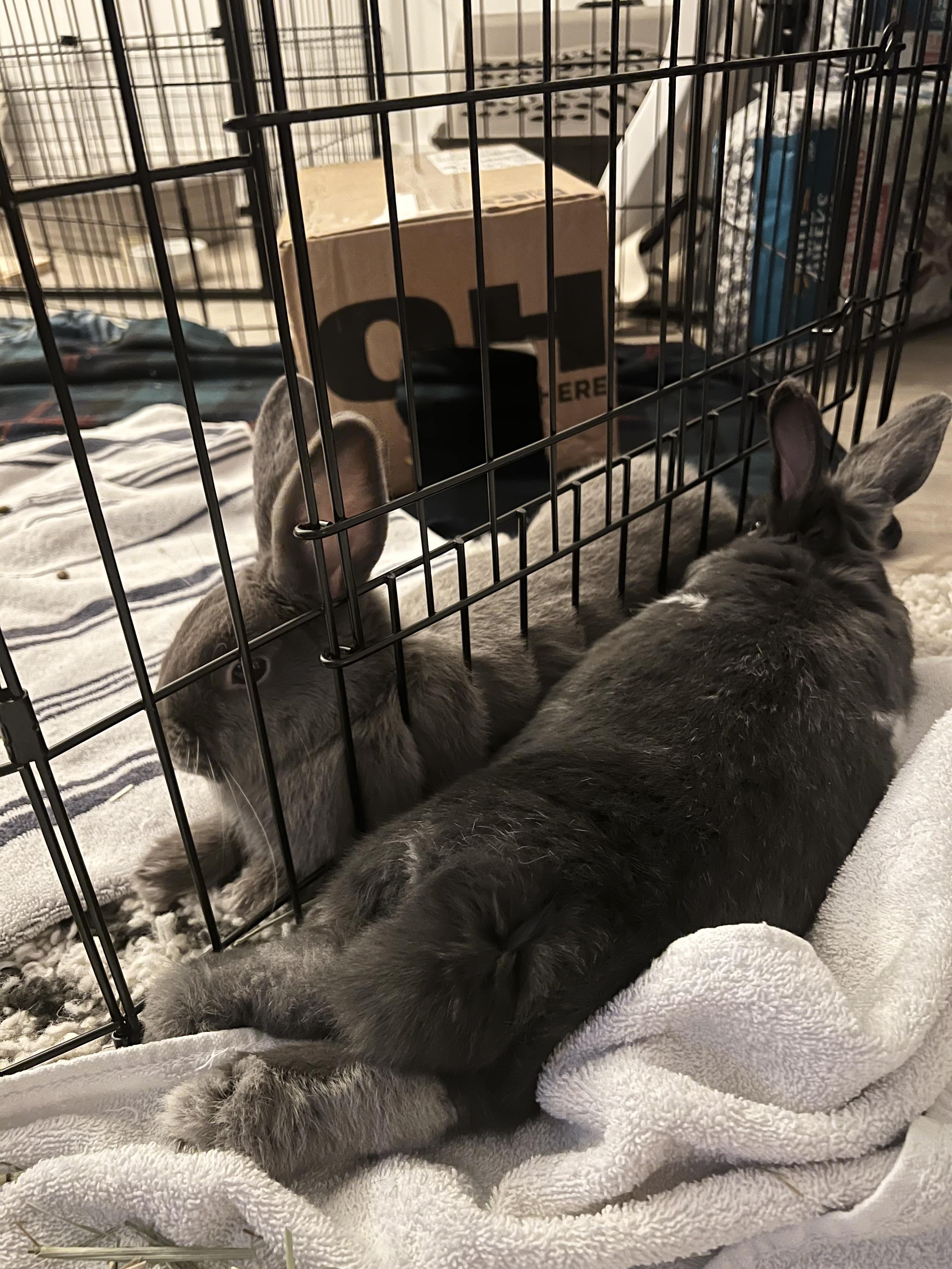 Frankie, a Adoptable mixed breed in Bangor, PA image 2/5