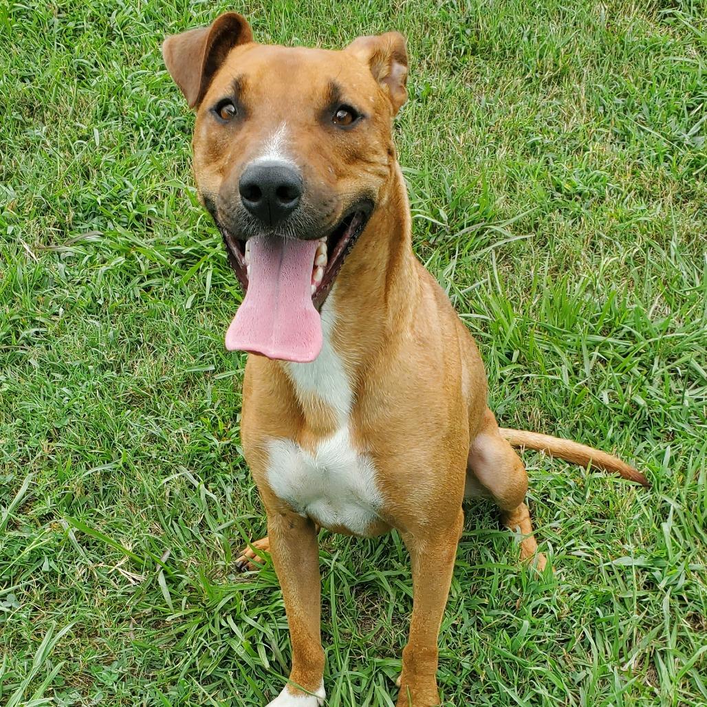 Enlarge Romeo, a Adoptable Mixed Breed in Clarksville, TN image 1/6