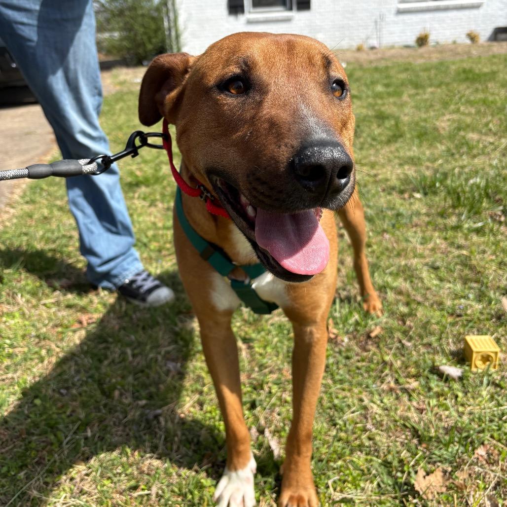 Enlarge Romeo, a Adoptable Mixed Breed in Clarksville, TN image 2/6