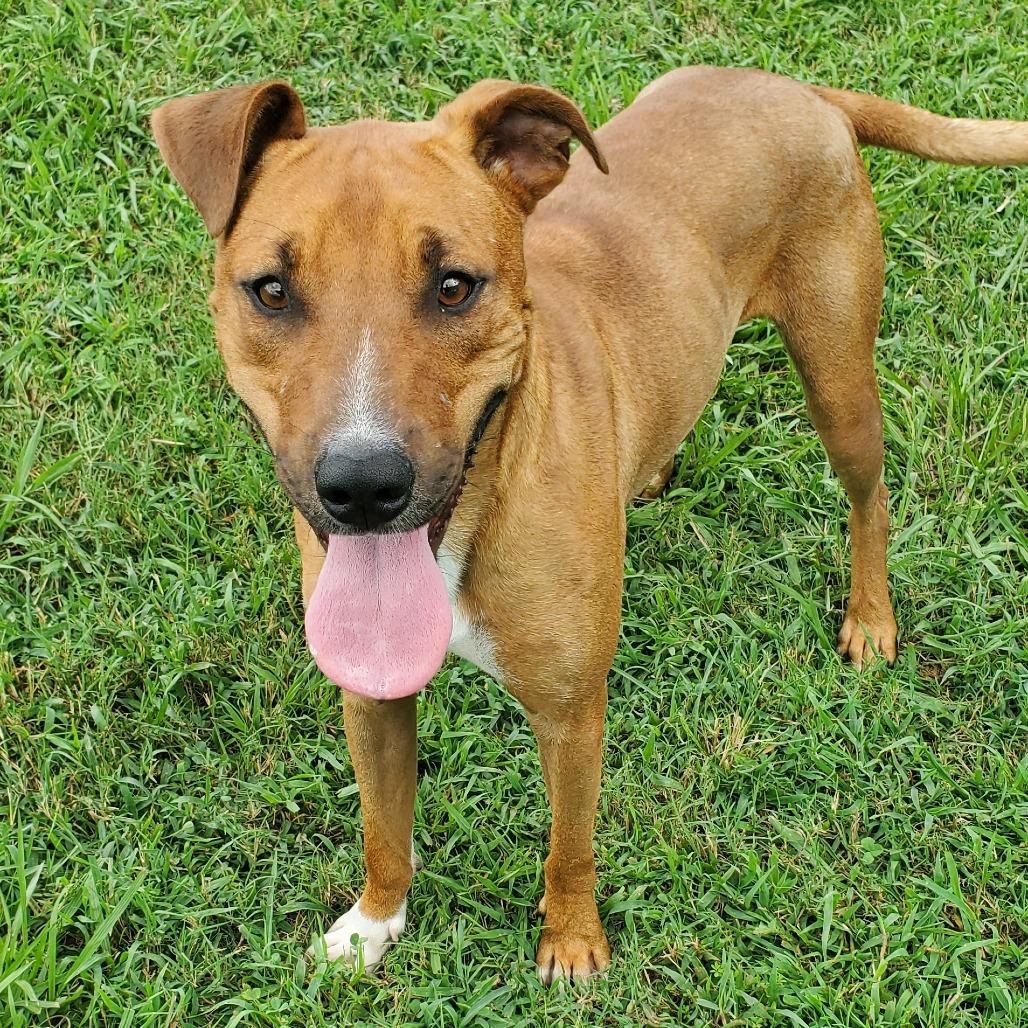 Enlarge Romeo, a Adoptable Mixed Breed in Clarksville, TN image 3/6