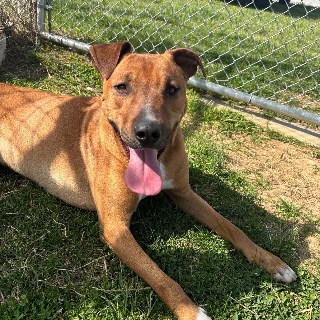 Enlarge Romeo, a Adoptable Mixed Breed in Clarksville, TN image 4/6