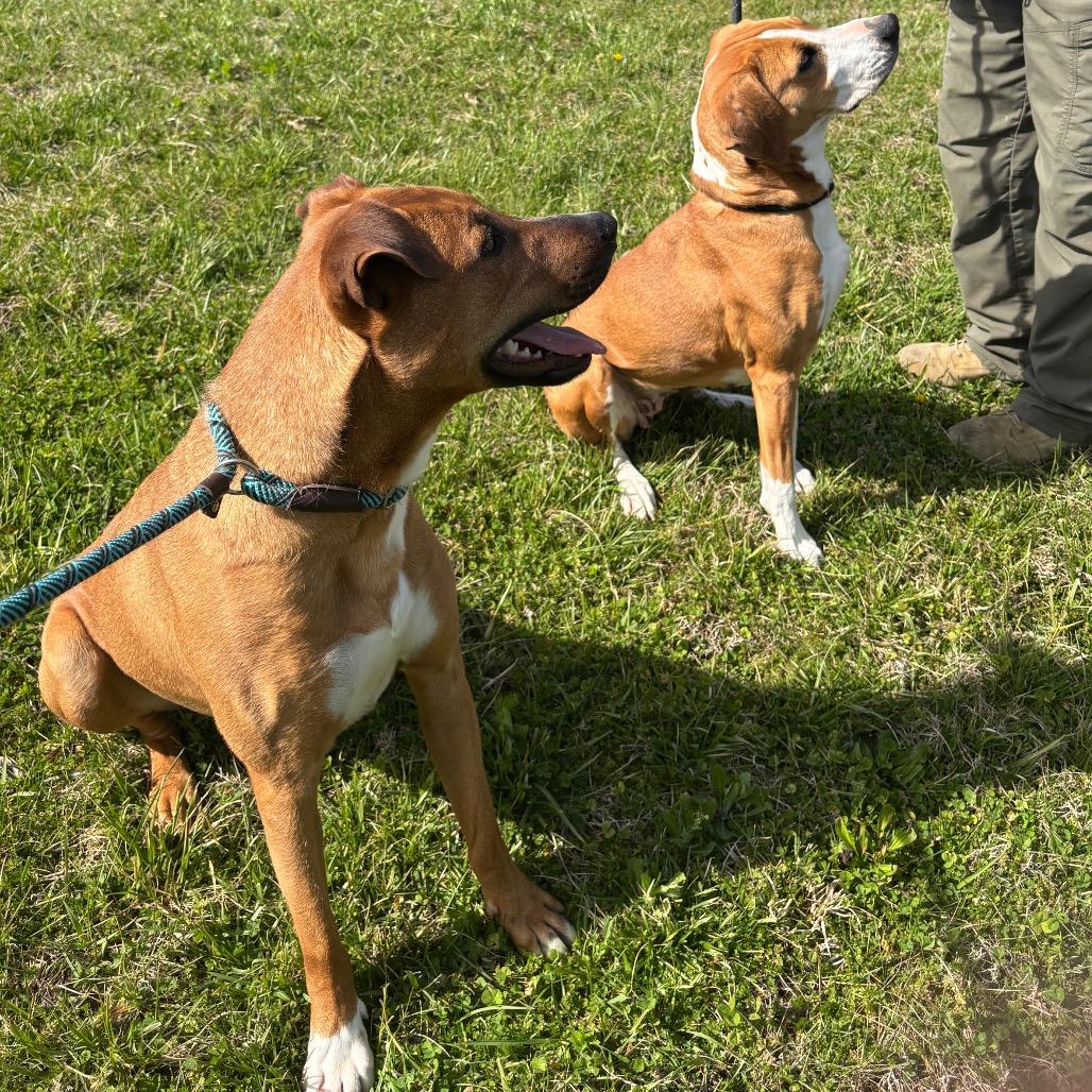 Enlarge Romeo, a Adoptable Mixed Breed in Clarksville, TN image 5/6