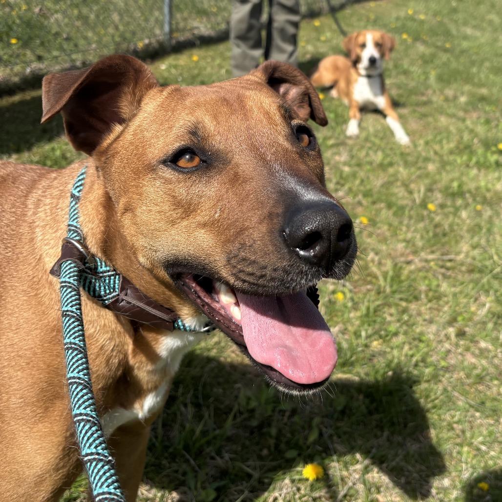 Enlarge Romeo, a Adoptable Mixed Breed in Clarksville, TN image 6/6