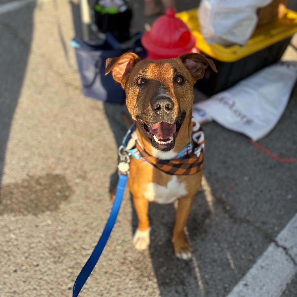 Enlarge Romeo, a Adoptable Mixed Breed in Clarksville, TN image 6/6