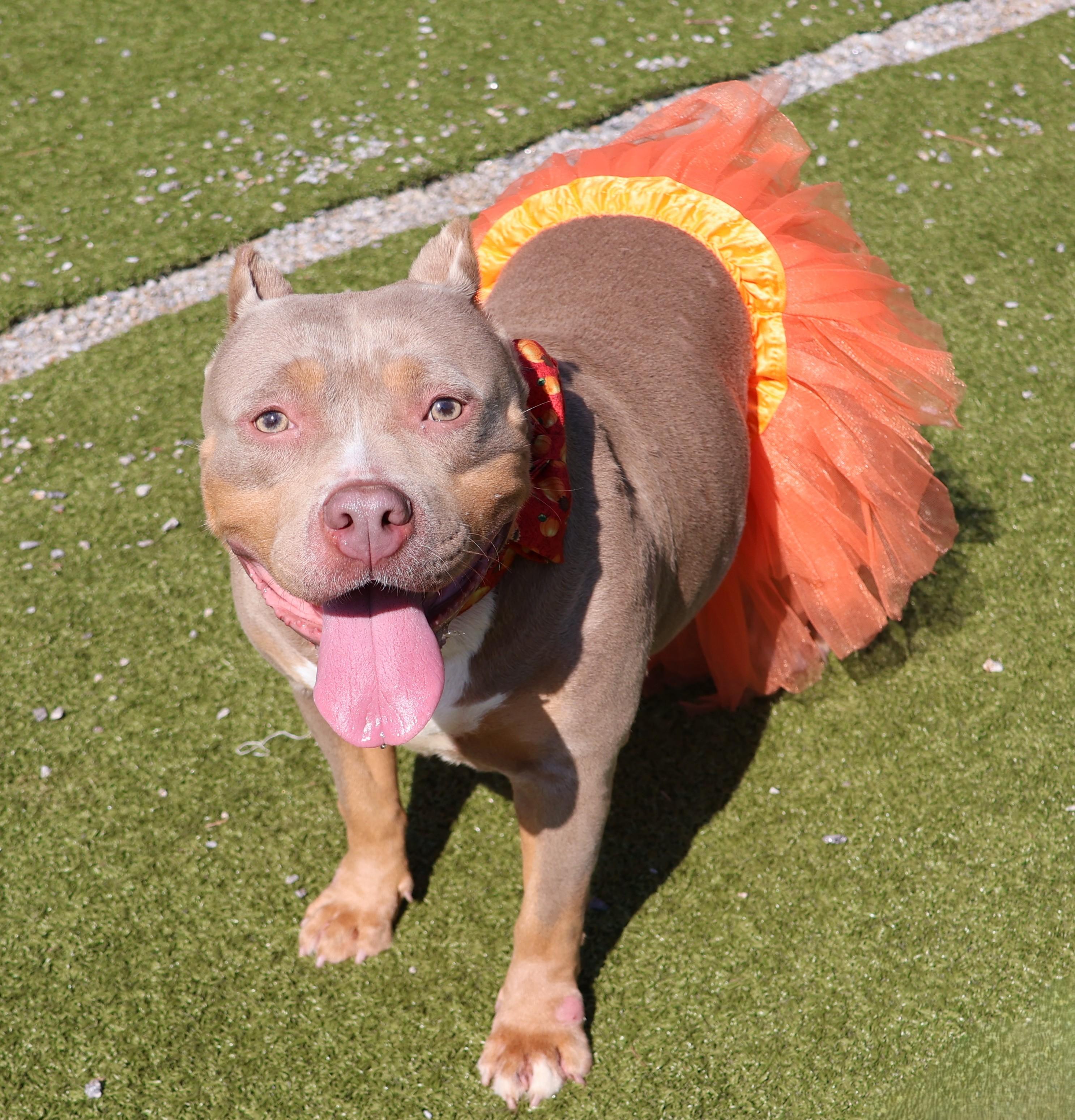 Lil Mama, a Adopted Mixed Breed in Athens, GA image 1/3