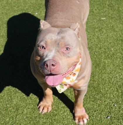 Lil Mama, a Adopted Mixed Breed in Athens, GA image 2/3