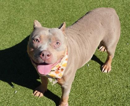 Lil Mama, a Adopted Mixed Breed in Athens, GA image 3/3