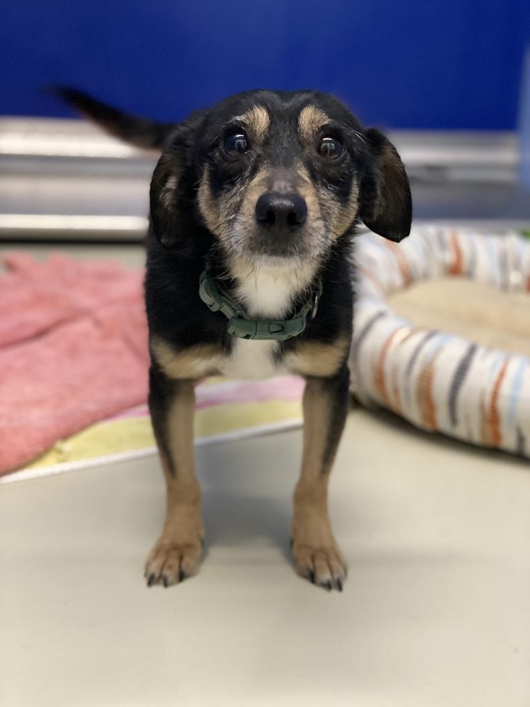 Tucker, Adoptable, Adult Male Dachshund & Chihuahua.