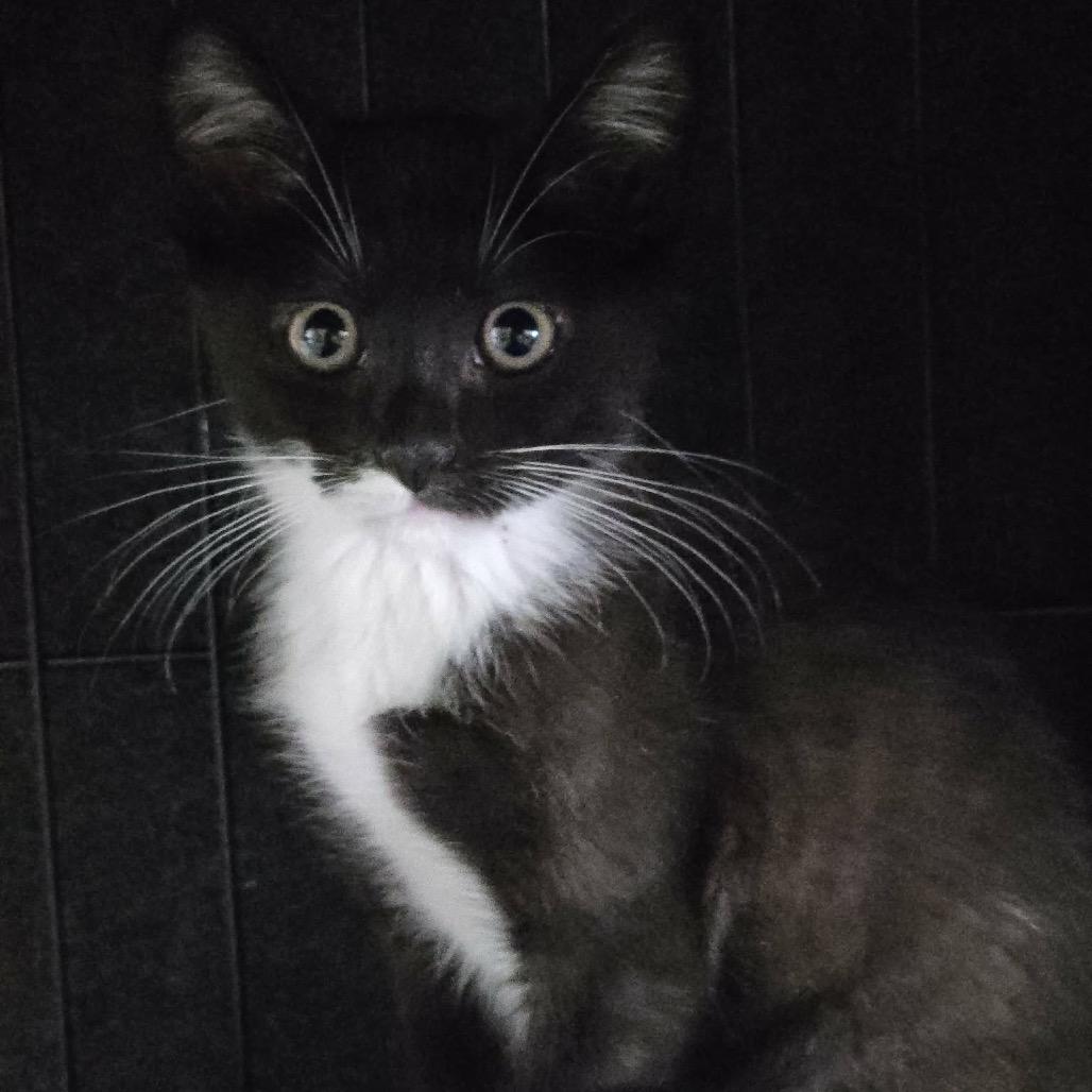 Felix, Adoptable, Kitten Male Domestic Short Hair.