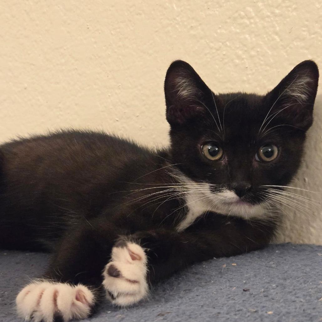 Enlarge Felix, a Adoptable Domestic Short Hair in Titusville, FL image 2/2